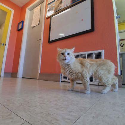 Albert, a Adoptable mixed breed in Scottsbluff, NE image 3/3