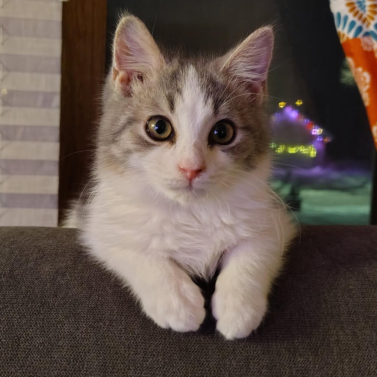 Mr. E *FELV* with *Miss Teak*, ADOPTABLE, Kitten Male Domestic Short Hair.