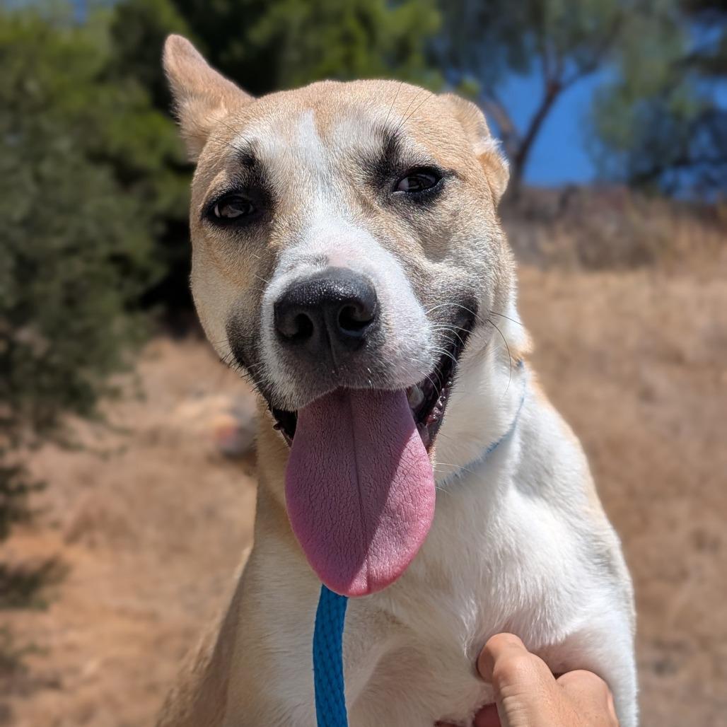 Beethoven, Adoptable, Young Male Husky & Pit Bull Terrier.