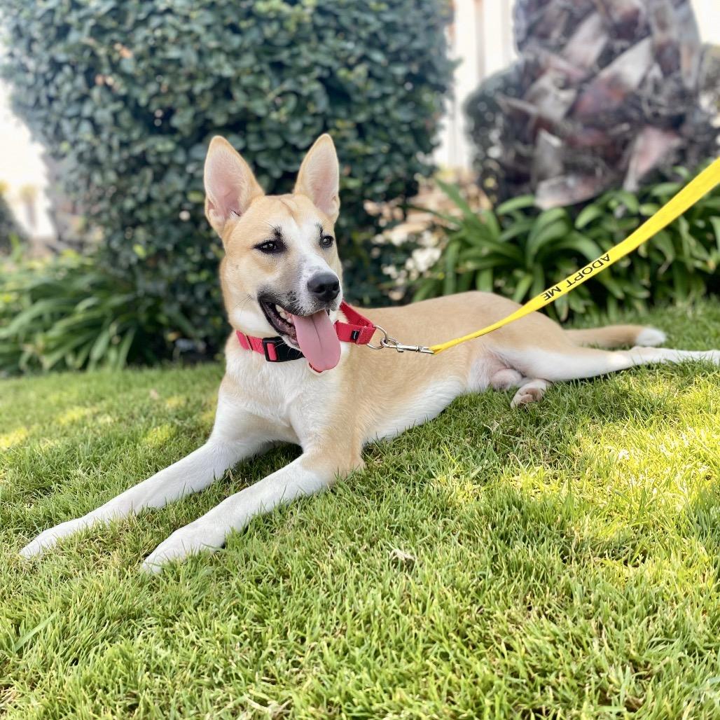 Enlarge Beethoven, a Adoptable mixed breed in San Gabriel, CA image 2/6
