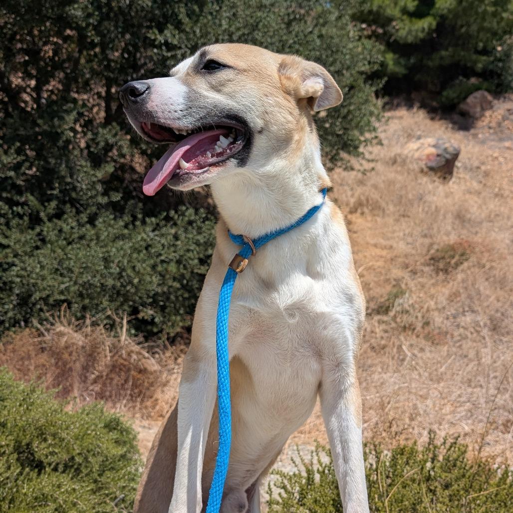 Beethoven, a Adoptable mixed breed in San Gabriel, CA image 2/5