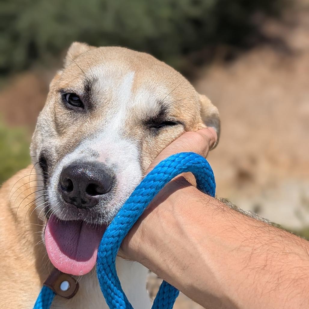 Beethoven, a Adoptable mixed breed in San Gabriel, CA image 3/5