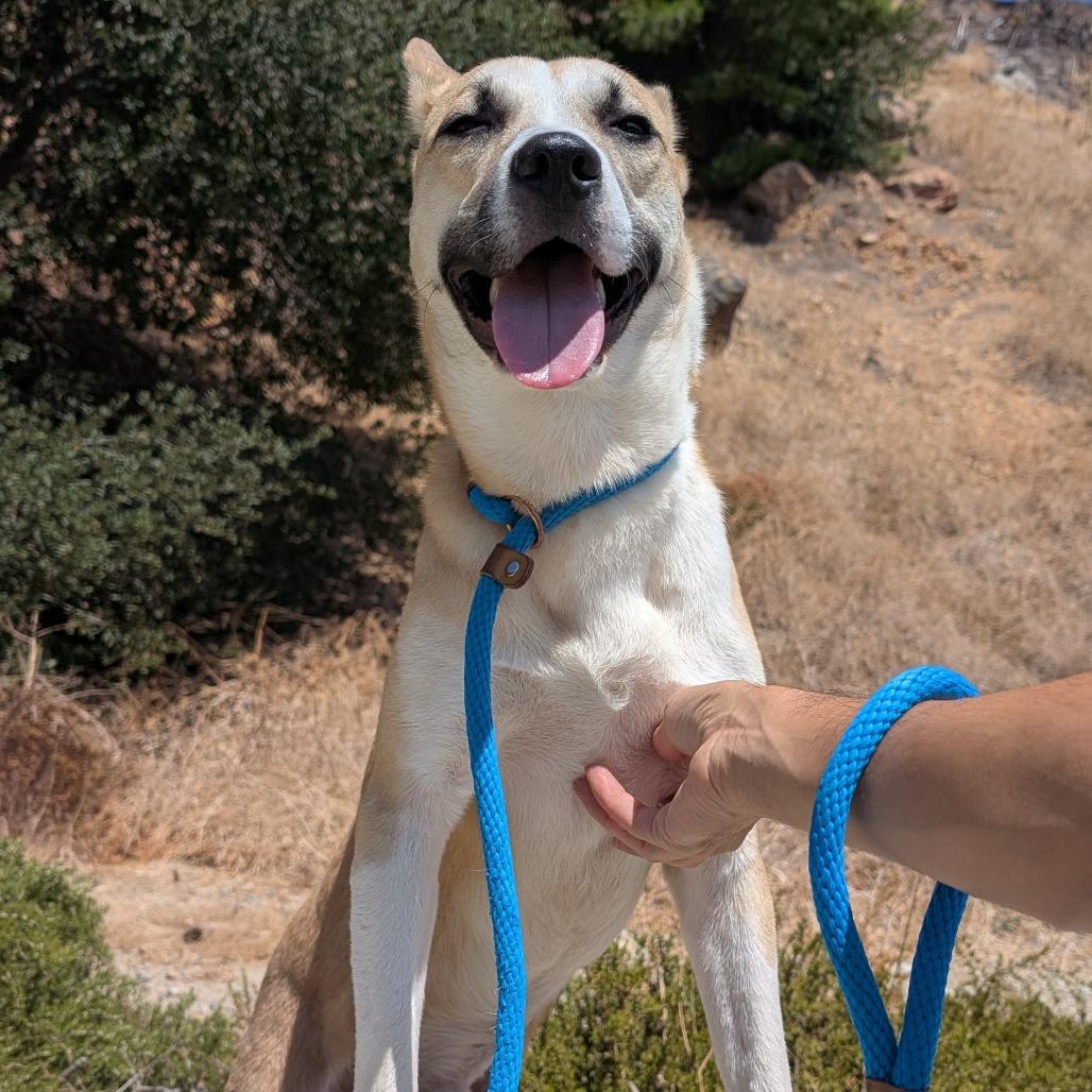 Beethoven, a Adoptable mixed breed in San Gabriel, CA image 4/5
