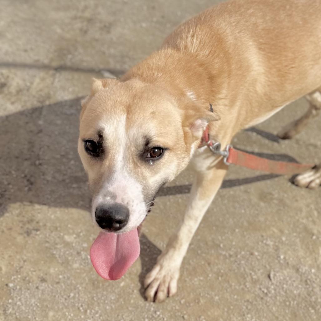 Beethoven, a Adoptable mixed breed in San Gabriel, CA image 5/5