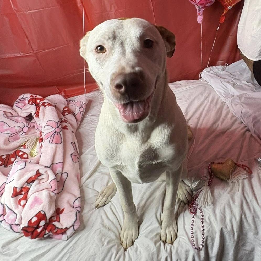 Marshmellow, Adoptable, Young Female Terrier.