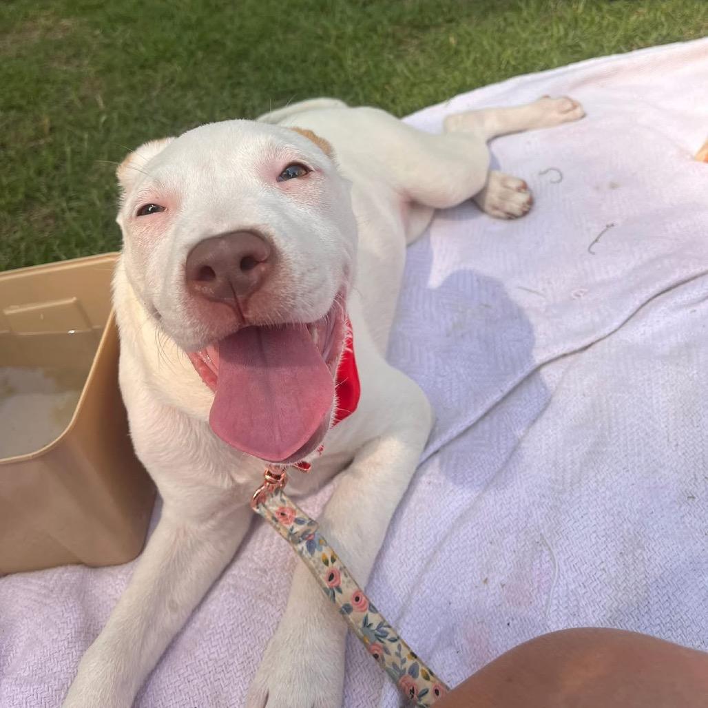 Enlarge Marshmellow, a Adoptable mixed breed in Montgomery, AL image 1/3