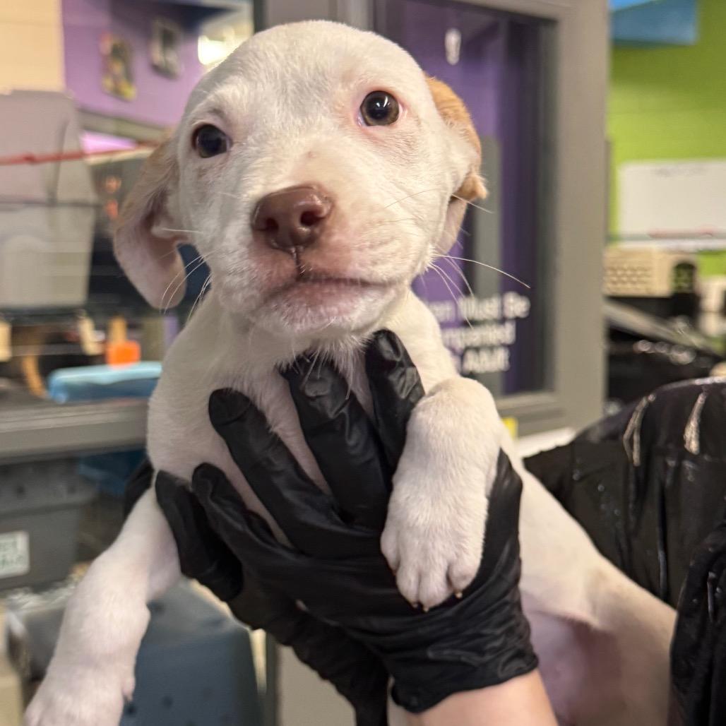 Enlarge Marshmellow, a Adoptable mixed breed in Montgomery, AL image 2/3