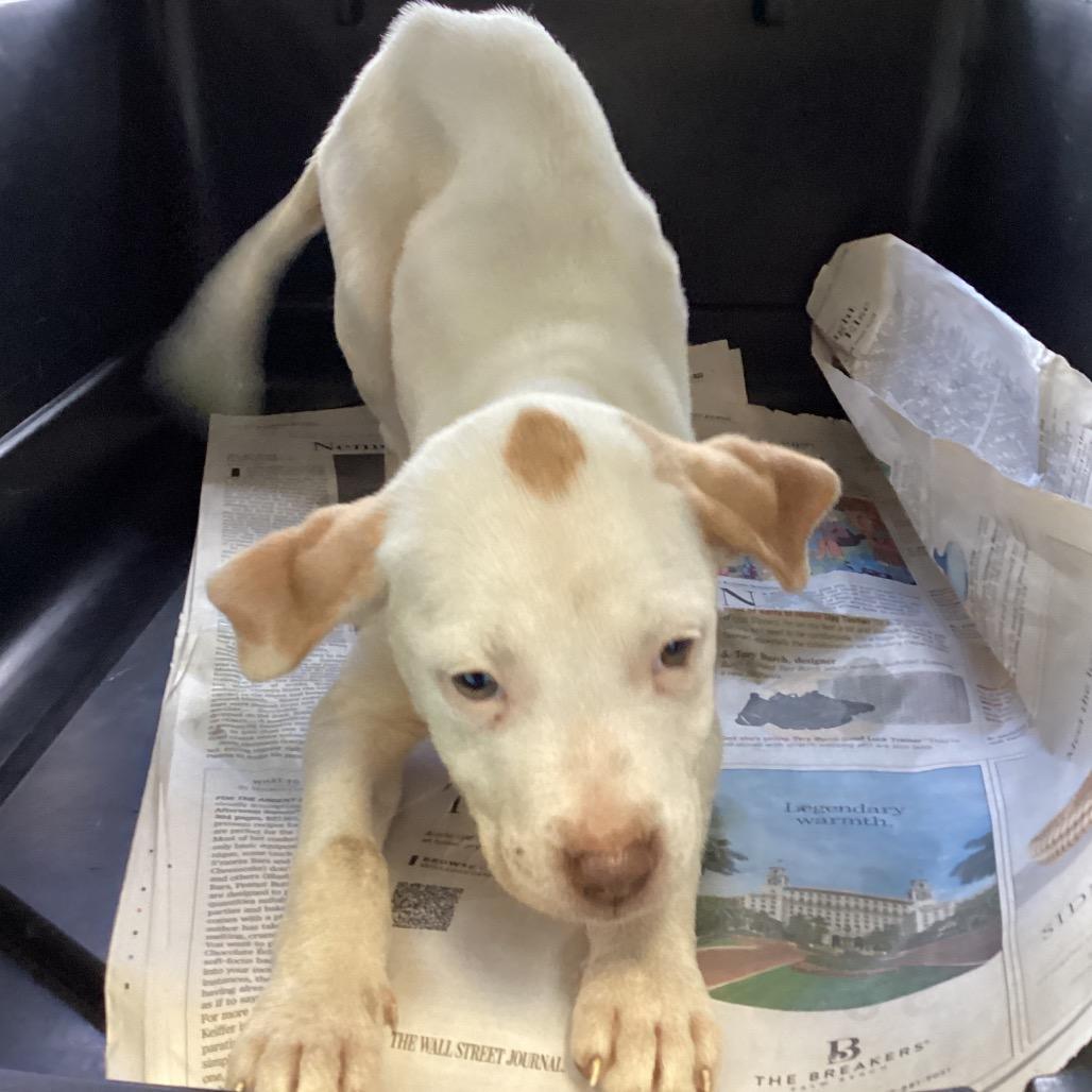 Enlarge Marshmellow, a Adoptable mixed breed in Montgomery, AL image 3/3