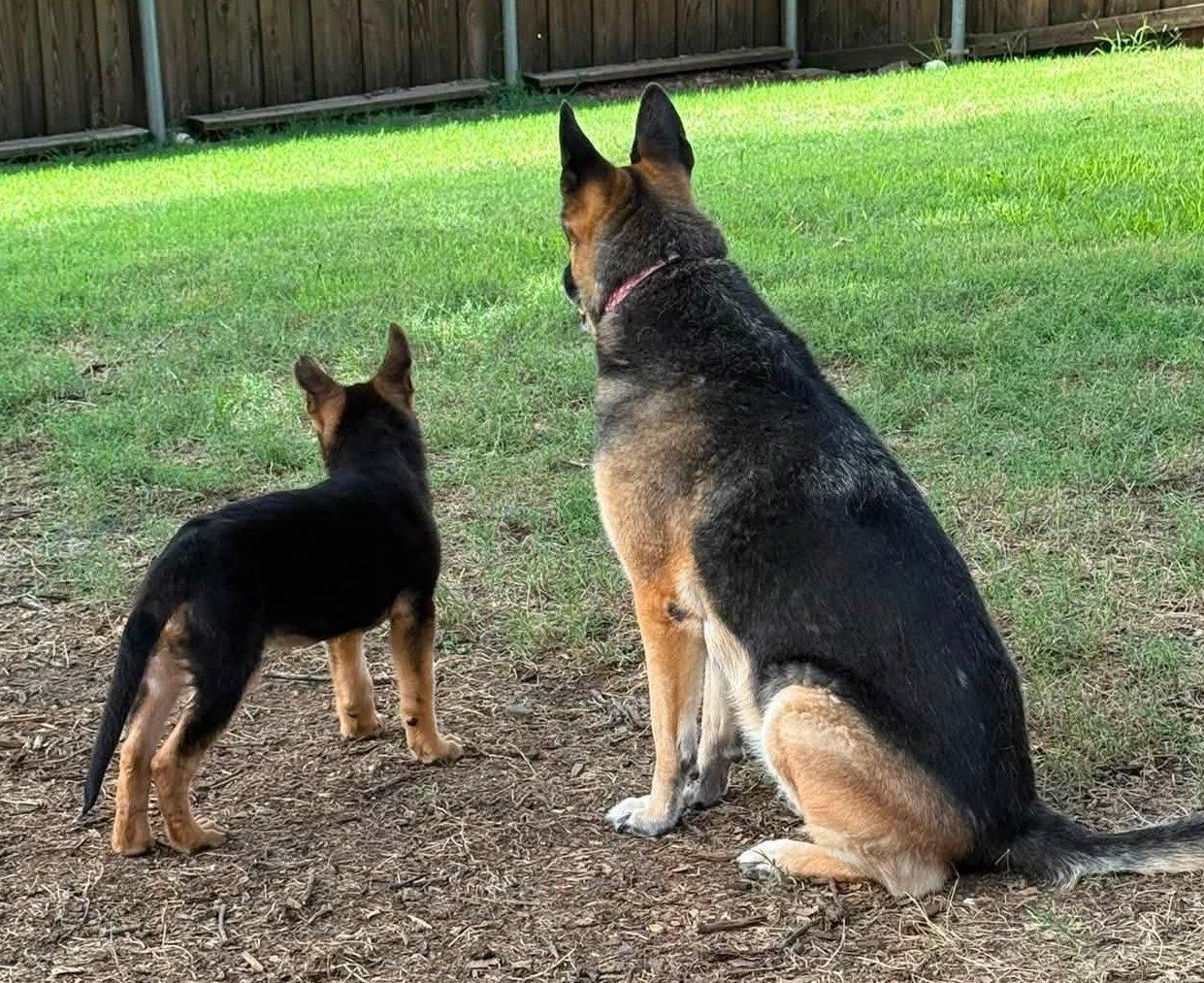 Camper, an adopted German Shepherd Dog in Dallas, TX image 2/6