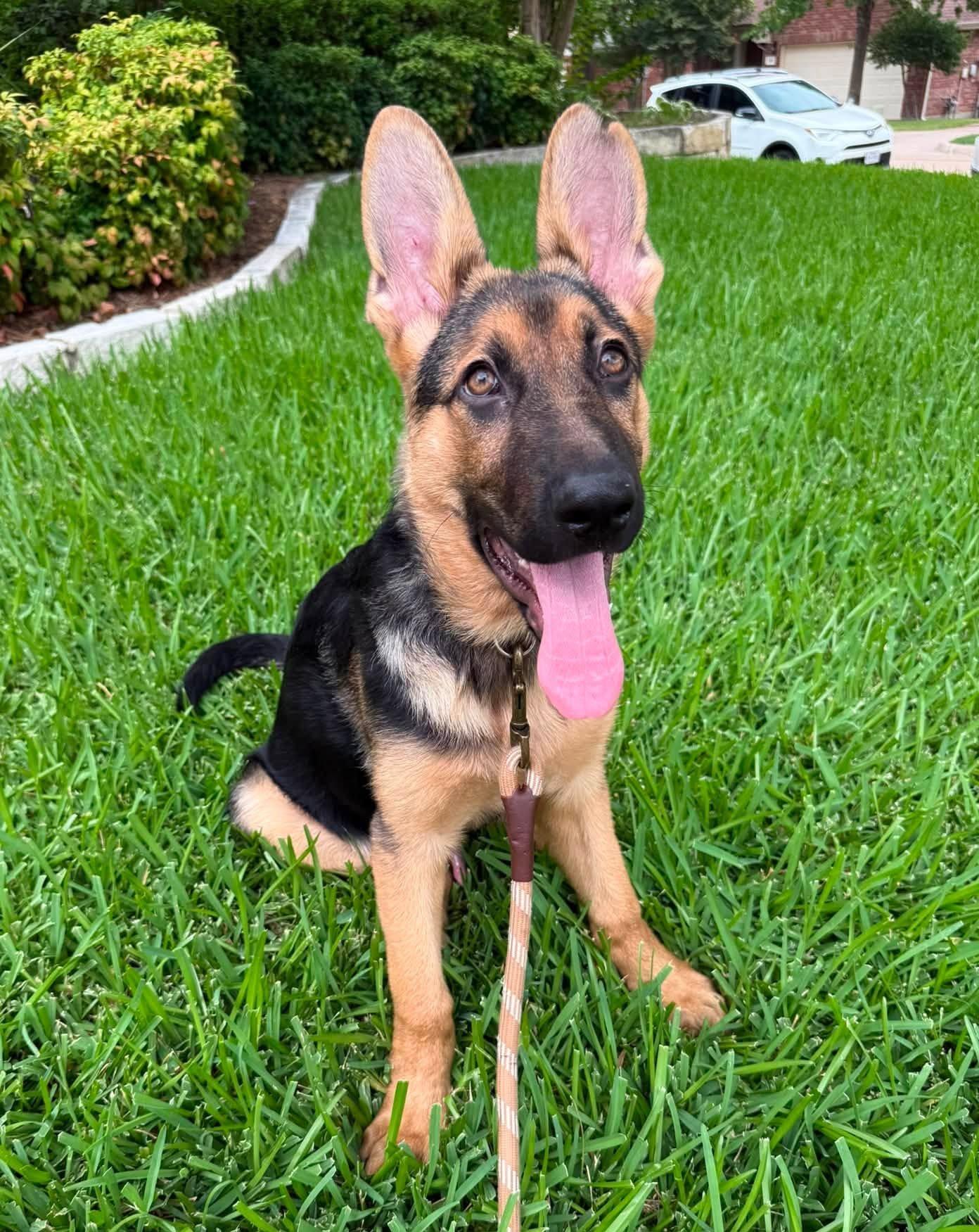 Camper, adopted, Puppy Male German Shepherd Dog.