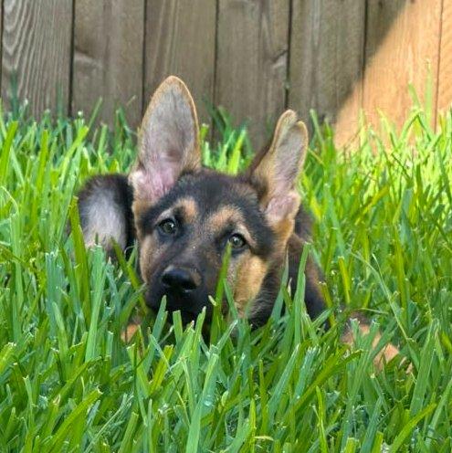 Camper, an adopted German Shepherd Dog in Dallas, TX image 4/6