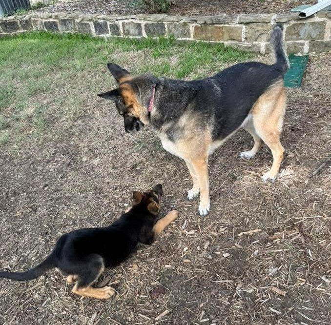 Camper, an adopted German Shepherd Dog in Dallas, TX image 5/6