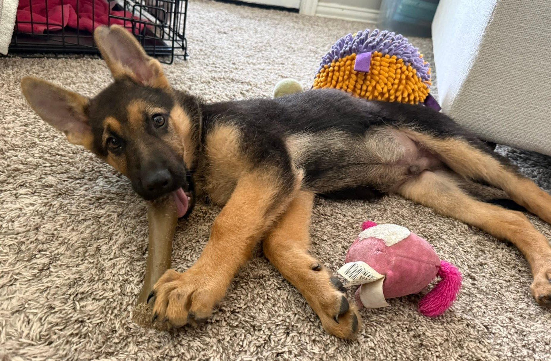 Camper, an adopted German Shepherd Dog in Dallas, TX image 3/6