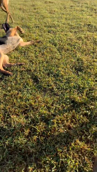 Enlarge Camper, an adopted German Shepherd Dog in Dallas, TX video 6/6