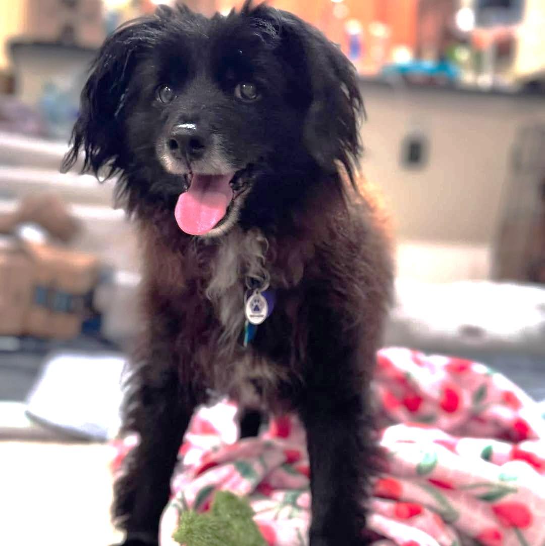 Elmer Fudd, Adoptable, Senior Male English Cocker Spaniel.