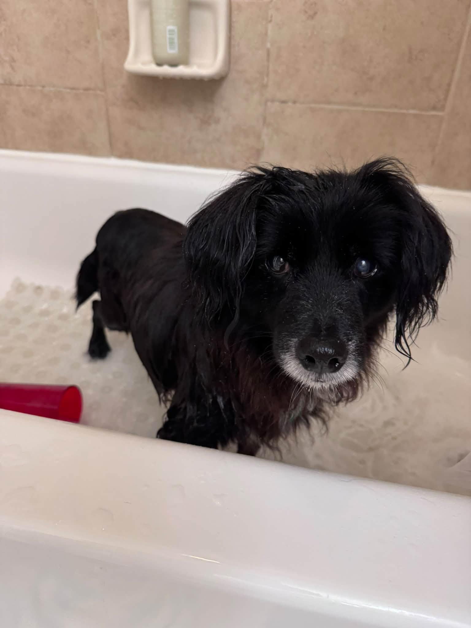 Enlarge Elmer Fudd, a Adoptable mixed breed in Rockville, MD image 4/6