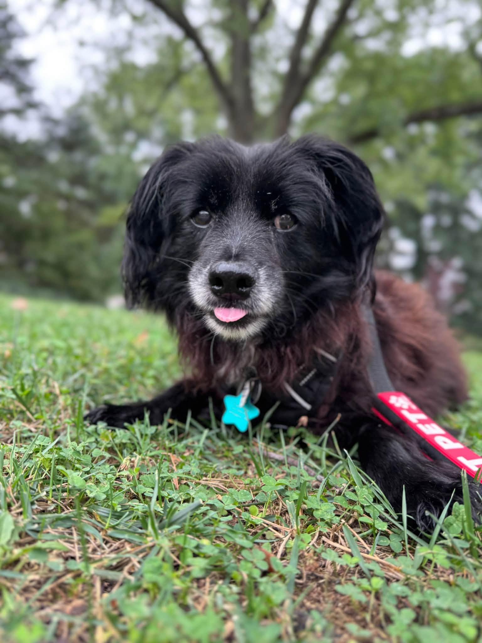 Enlarge Elmer Fudd, a Adoptable mixed breed in Rockville, MD image 2/6