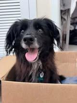 Enlarge Elmer Fudd, a Adoptable mixed breed in Rockville, MD image 5/6