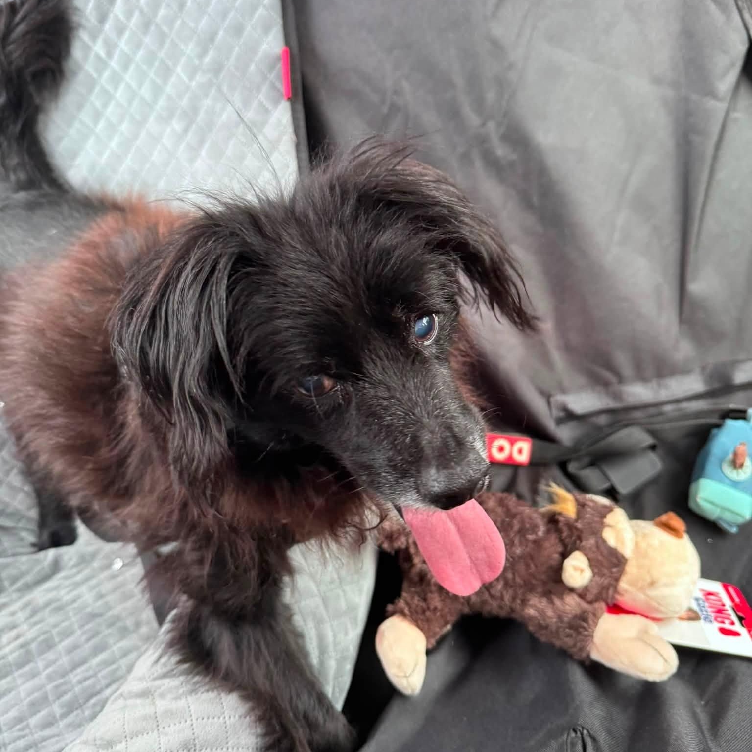 Elmer Fudd, Adoptable, Senior Male English Cocker Spaniel.