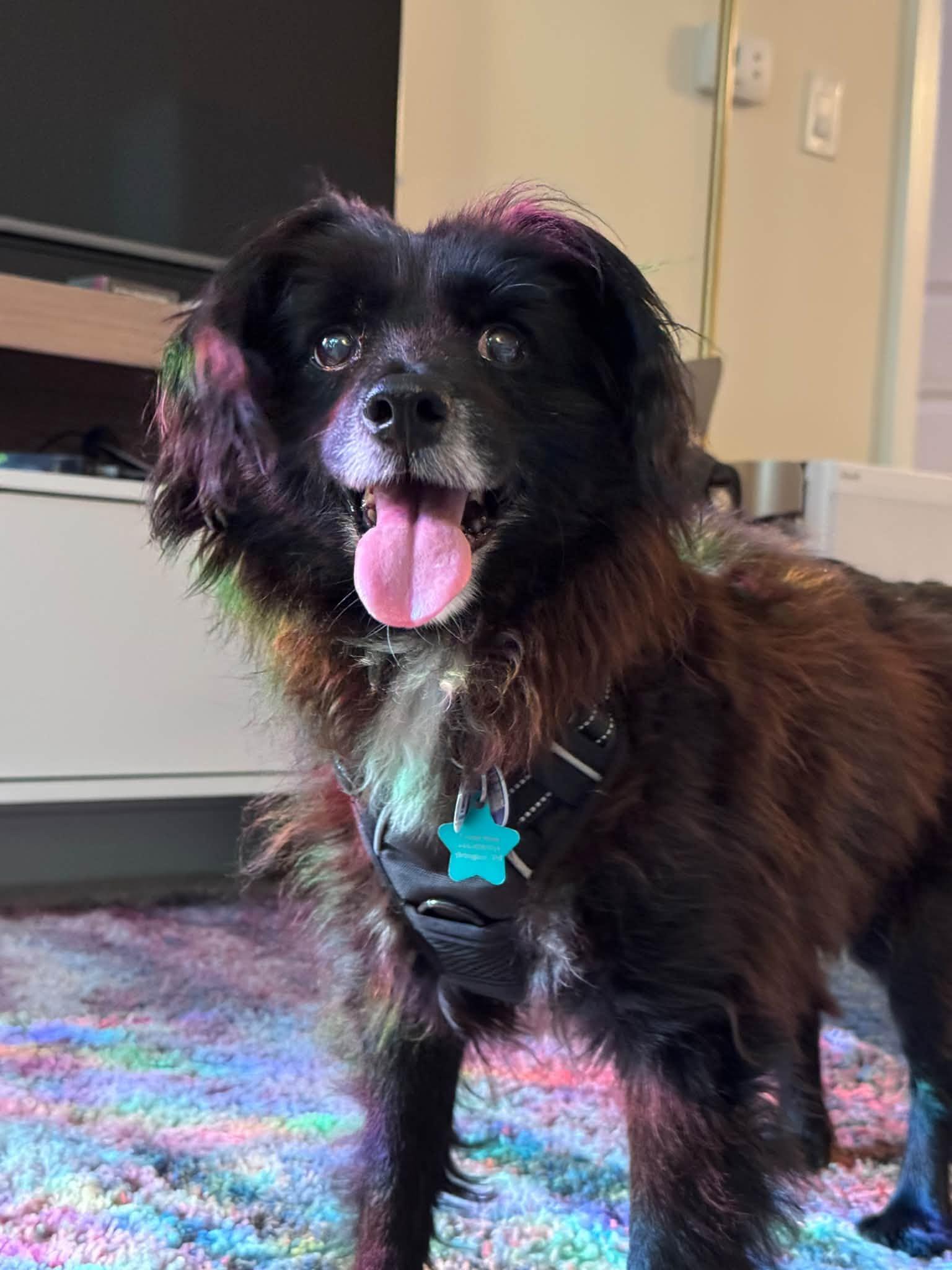 Enlarge Elmer Fudd, a Adoptable mixed breed in Rockville, MD image 3/6