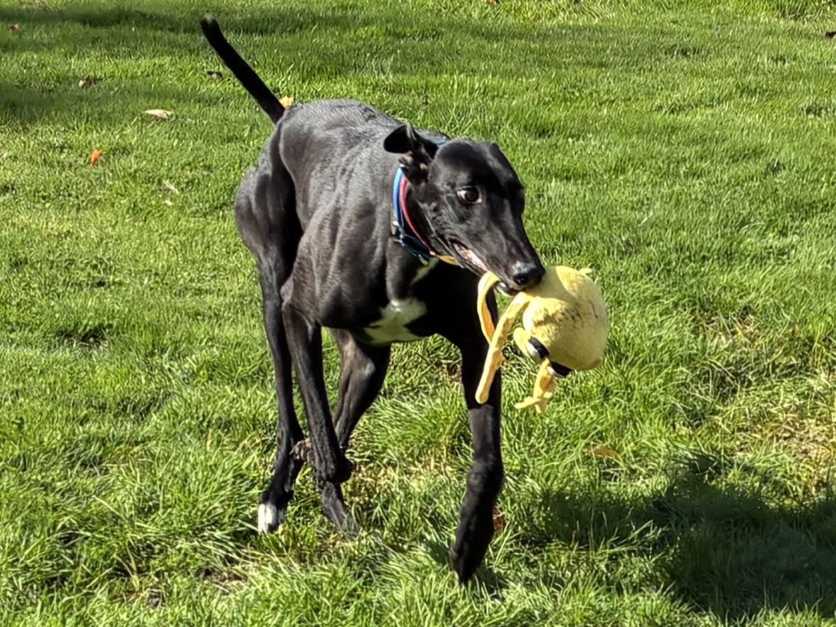 Paint It Black "willy" thumbnail 2