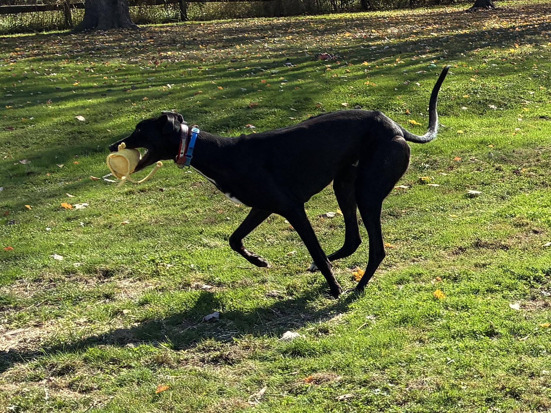 Enlarge Paint It Black "Willy", a Adoptable Greyhound in Chagrin Falls, OH image 4/4