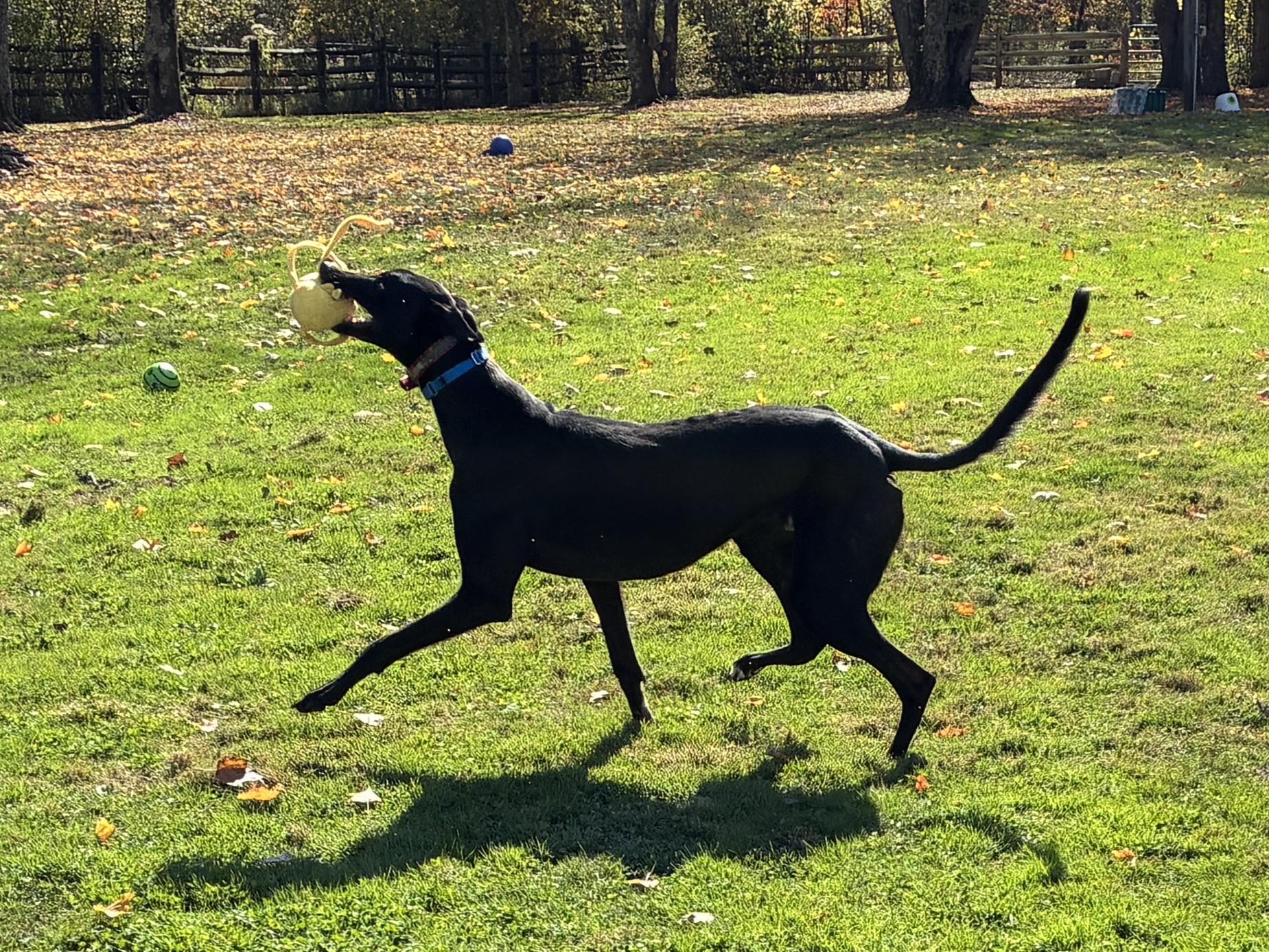 Enlarge Paint It Black "Willy", a Adoptable Greyhound in Chagrin Falls, OH image 3/4