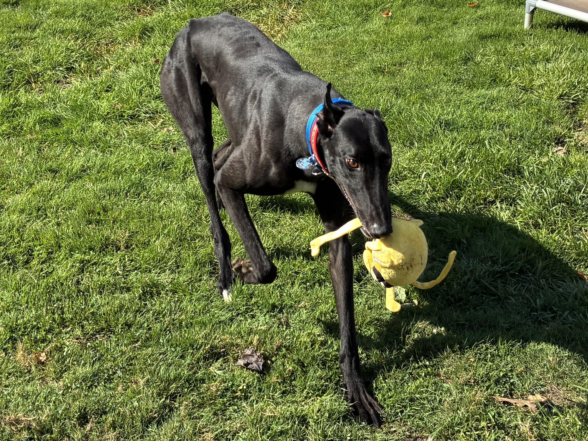 Enlarge Paint It Black "Willy", a Adoptable Greyhound in Chagrin Falls, OH image 1/4