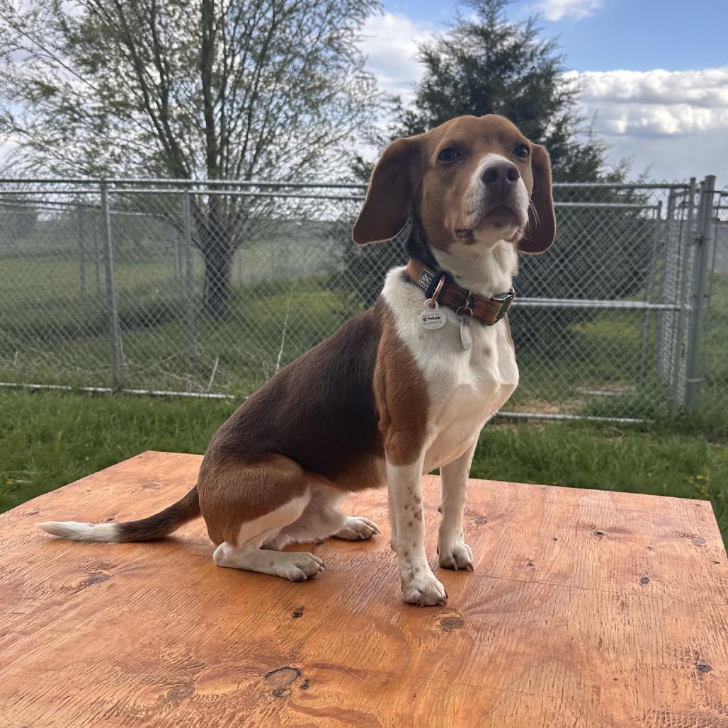 Harold, a Adoptable Beagle in Milford, IA image 1/5