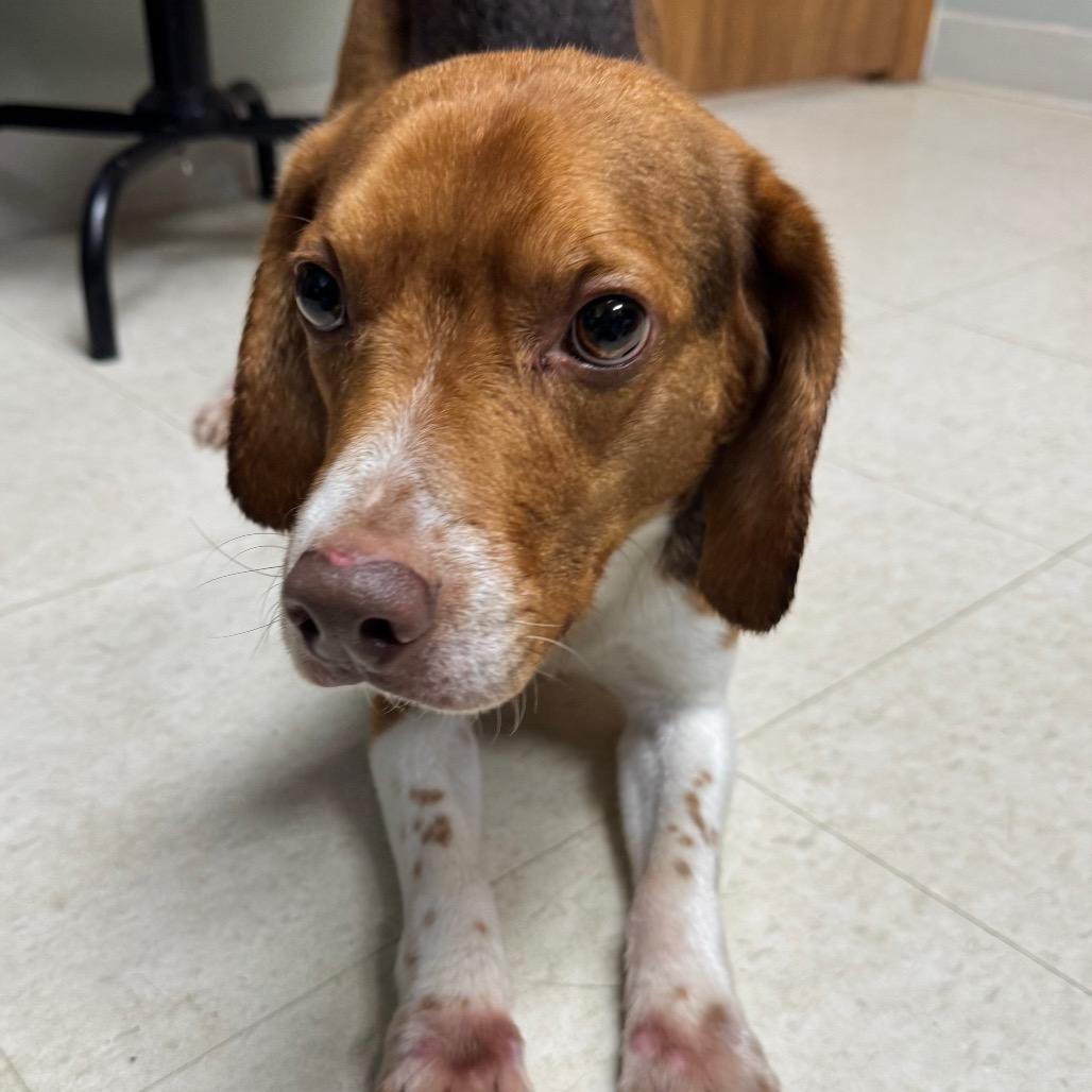 Harold, a Adoptable Beagle in Milford, IA image 2/5