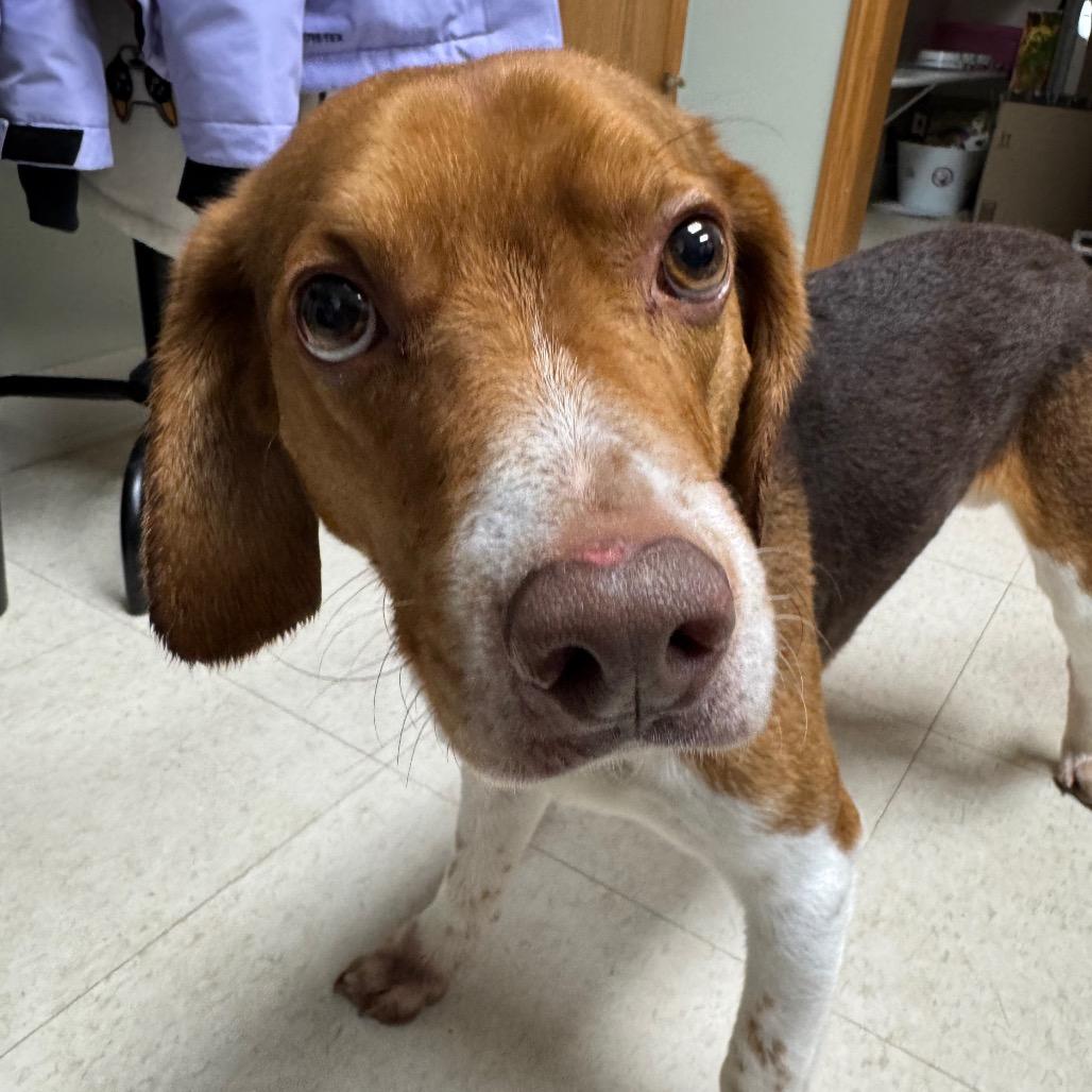 Harold, a Adoptable Beagle in Milford, IA image 3/5