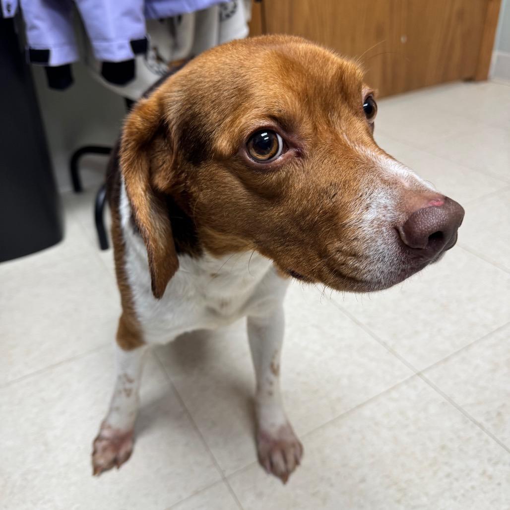 Harold, a Adoptable Beagle in Milford, IA image 4/5