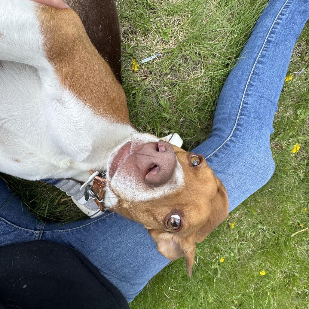 Harold, a Adoptable Beagle in Milford, IA image 5/5