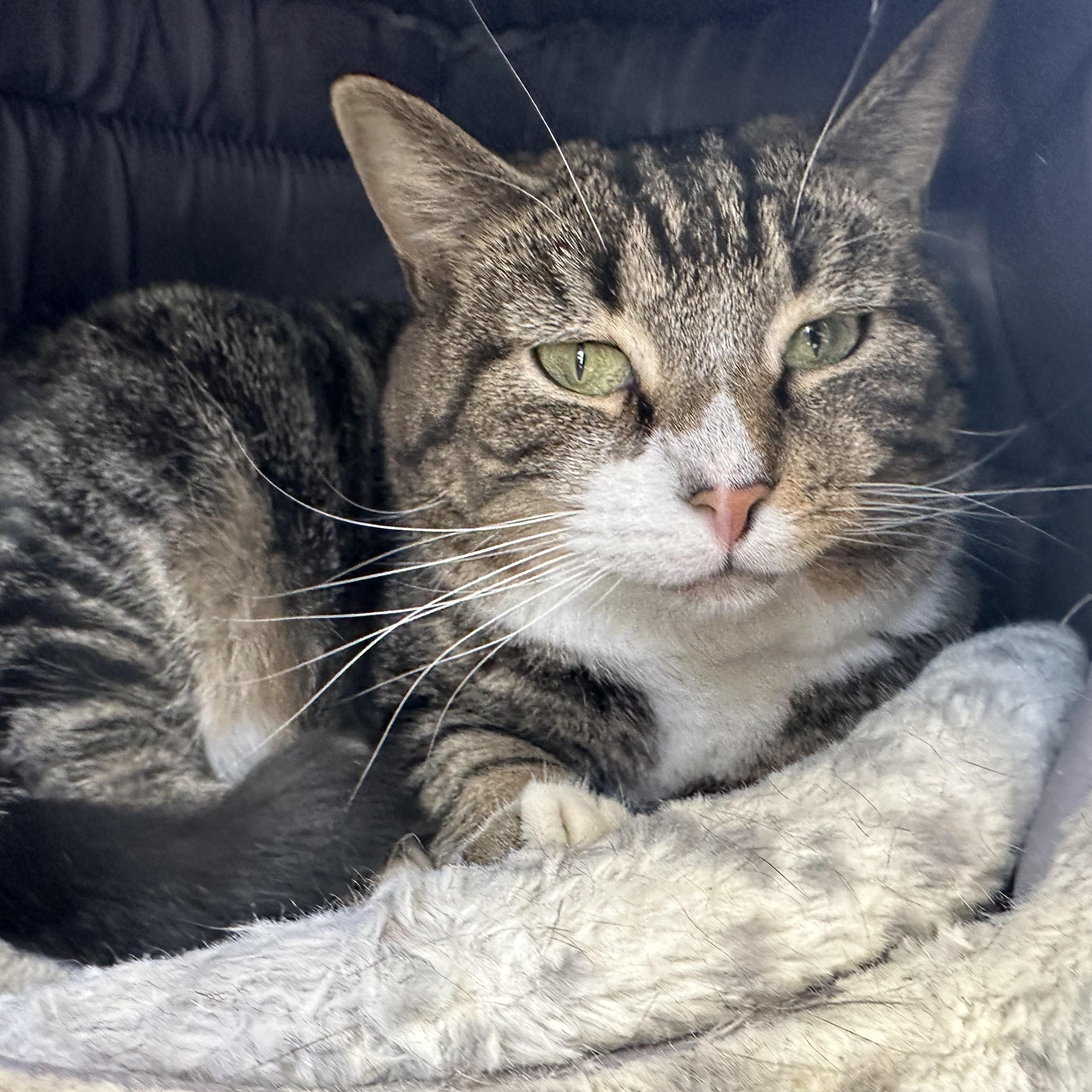Enlarge Tootsie, a Adoptable Domestic Short Hair in Latrobe, PA image 4/4