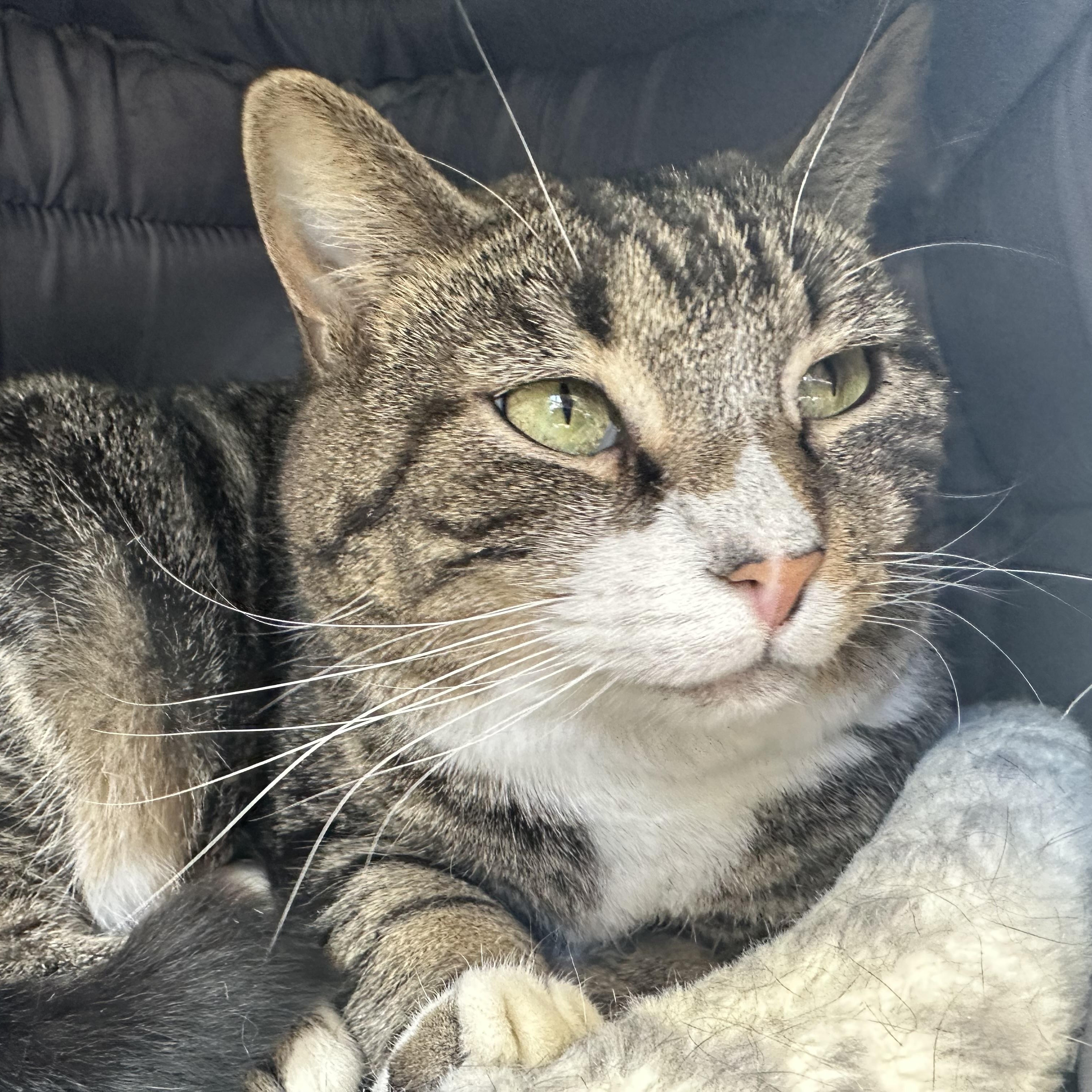 Enlarge Tootsie, a Adoptable Domestic Short Hair in Latrobe, PA image 2/4