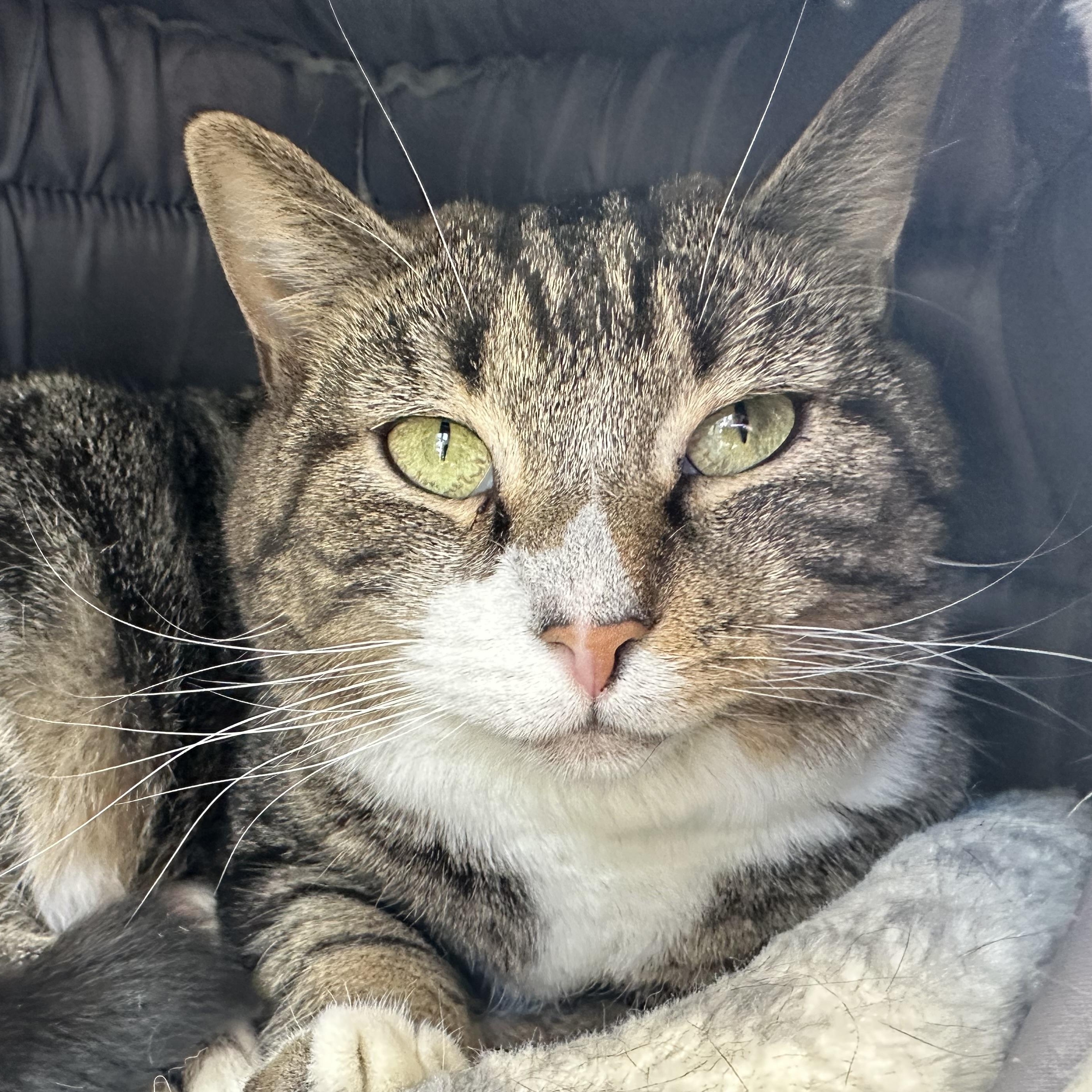 Enlarge Tootsie, a Adoptable Domestic Short Hair in Latrobe, PA image 1/4