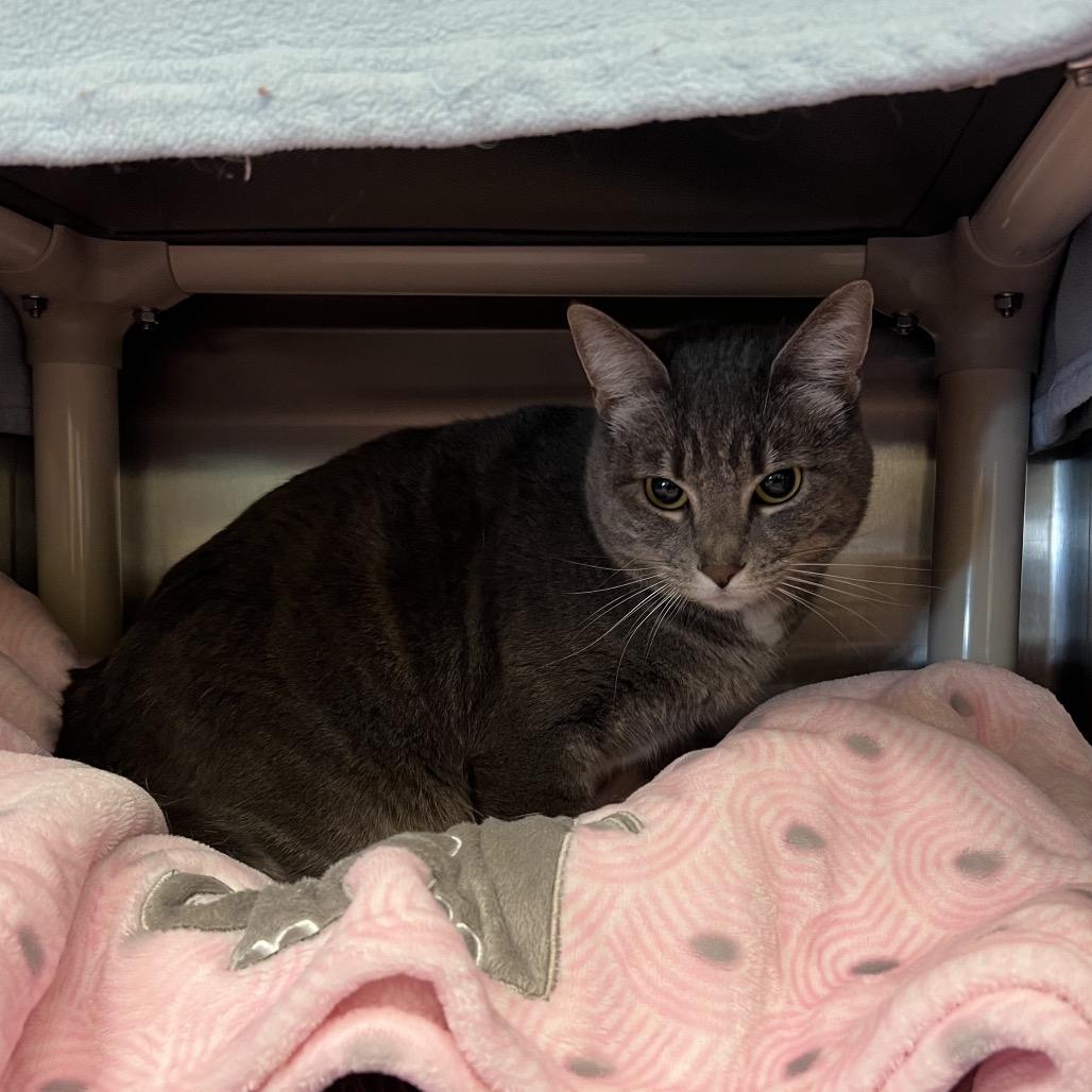 Enlarge Abba-Zabba, a Adoptable Domestic Short Hair in Keizer, OR image 1/4