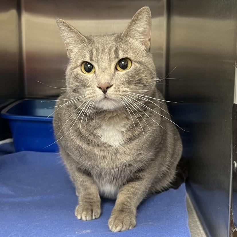 Enlarge Abba-Zabba, a Adoptable Domestic Short Hair in Keizer, OR image 2/4