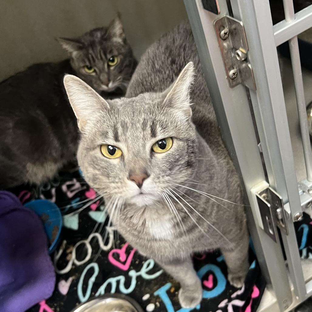 Enlarge Abba-Zabba, a Adoptable Domestic Short Hair in Keizer, OR image 3/4