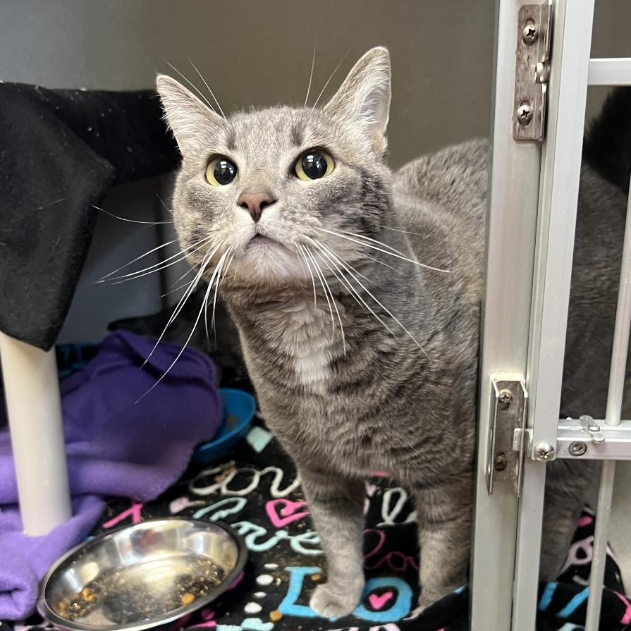 Enlarge Abba-Zabba, a Adoptable Domestic Short Hair in Keizer, OR image 4/4