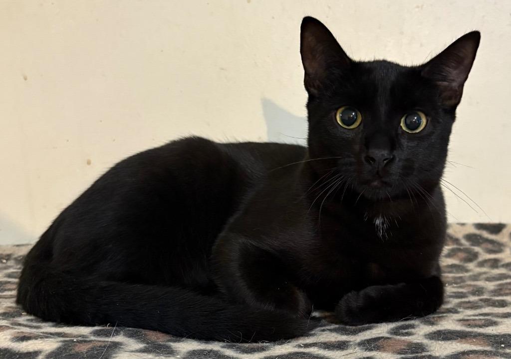 Enlarge Ebony, a ADOPTABLE Domestic Short Hair in St Regis Falls, NY image 1/1