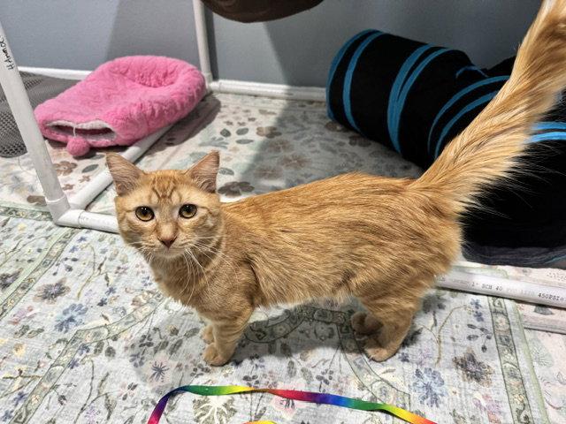 Iron, a Adoptable Domestic Medium Hair in Mission Viejo, CA image 1/3