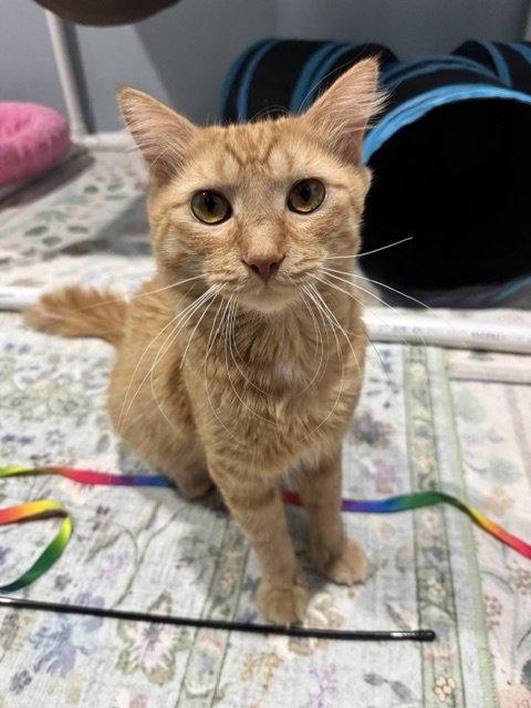 Iron, a Adoptable Domestic Medium Hair in Mission Viejo, CA image 3/3