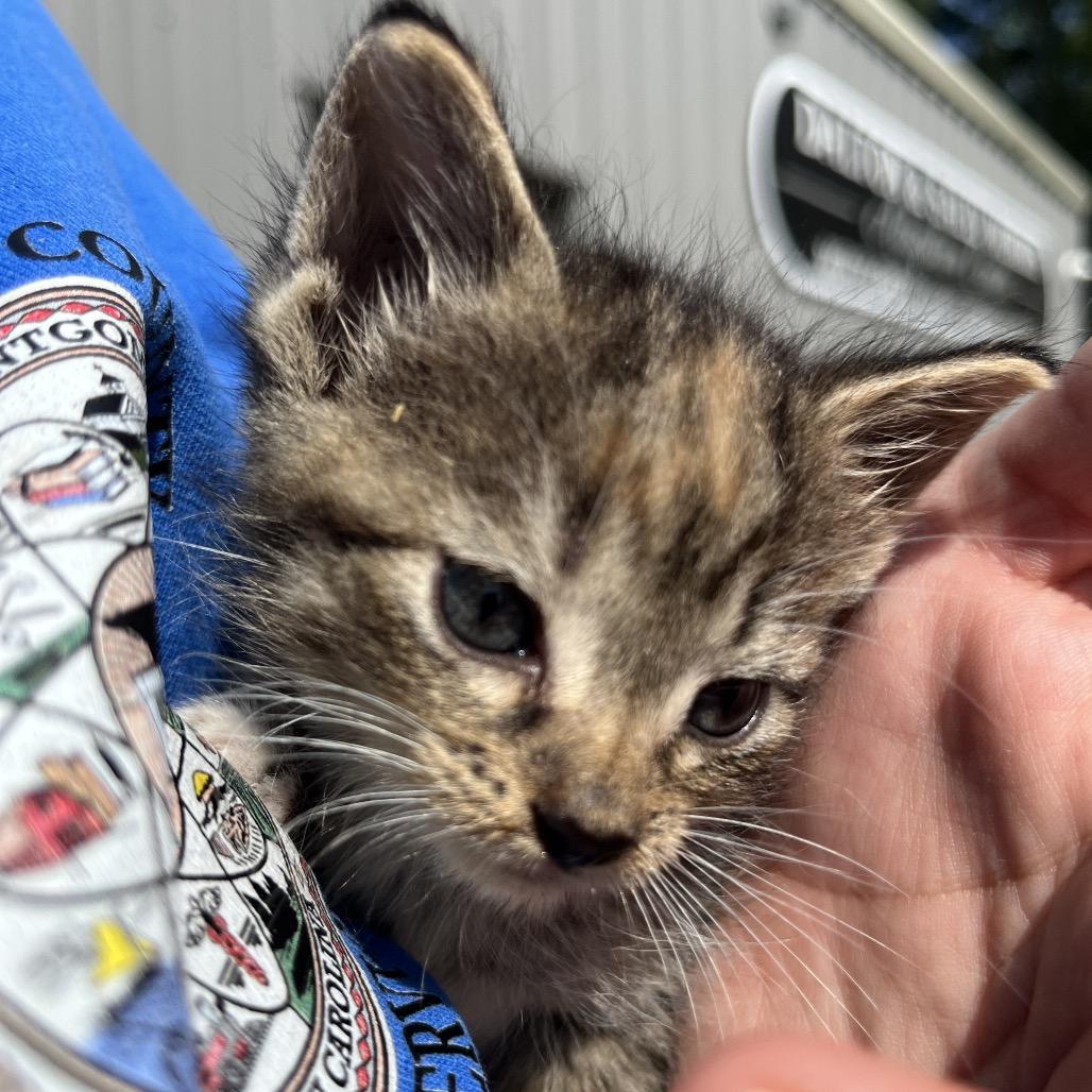 Enlarge Itty Bitty, a Adoptable Domestic Short Hair in Mount Gilead, NC image 1/1