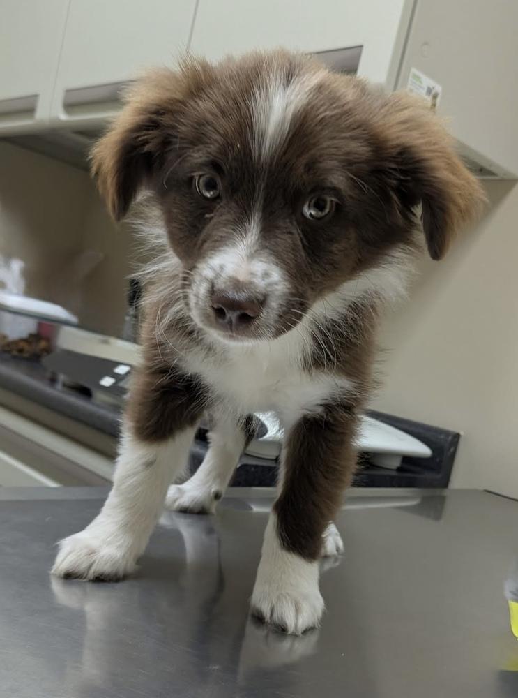 1120 Red, Adoptable, Puppy Male Australian Shepherd & Border Collie.