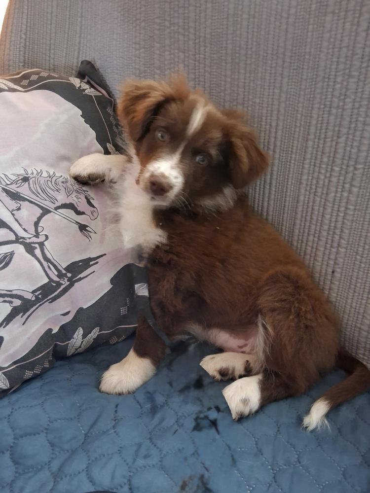 Enlarge 1120 Red, a Adoptable mixed breed in Ringwood, IL image 2/4