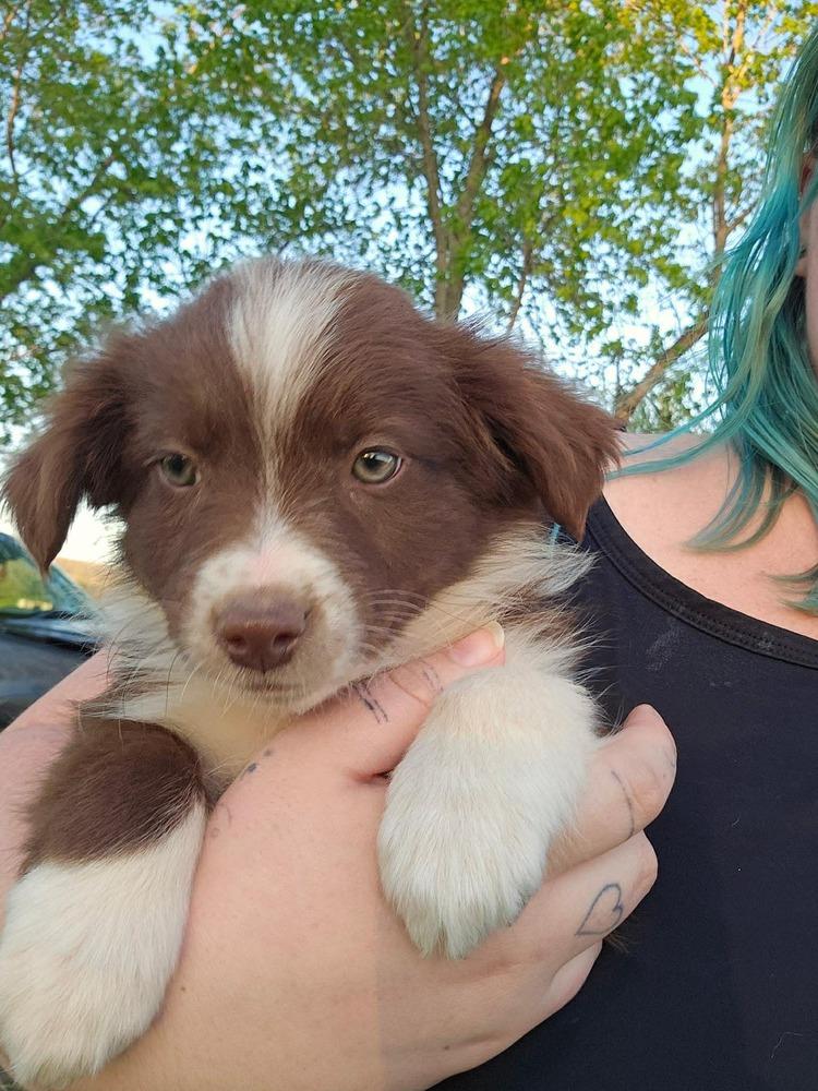 Enlarge 1120 Red, a Adoptable mixed breed in Ringwood, IL image 3/4