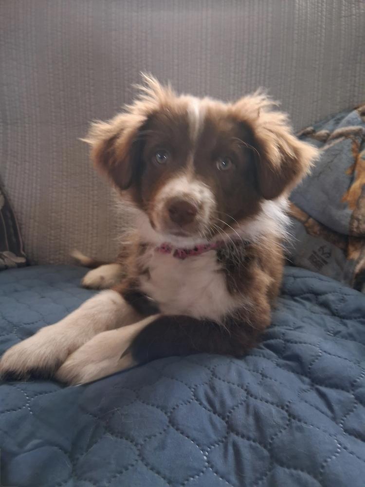 Enlarge 1120 Red, a Adoptable mixed breed in Ringwood, IL image 4/4