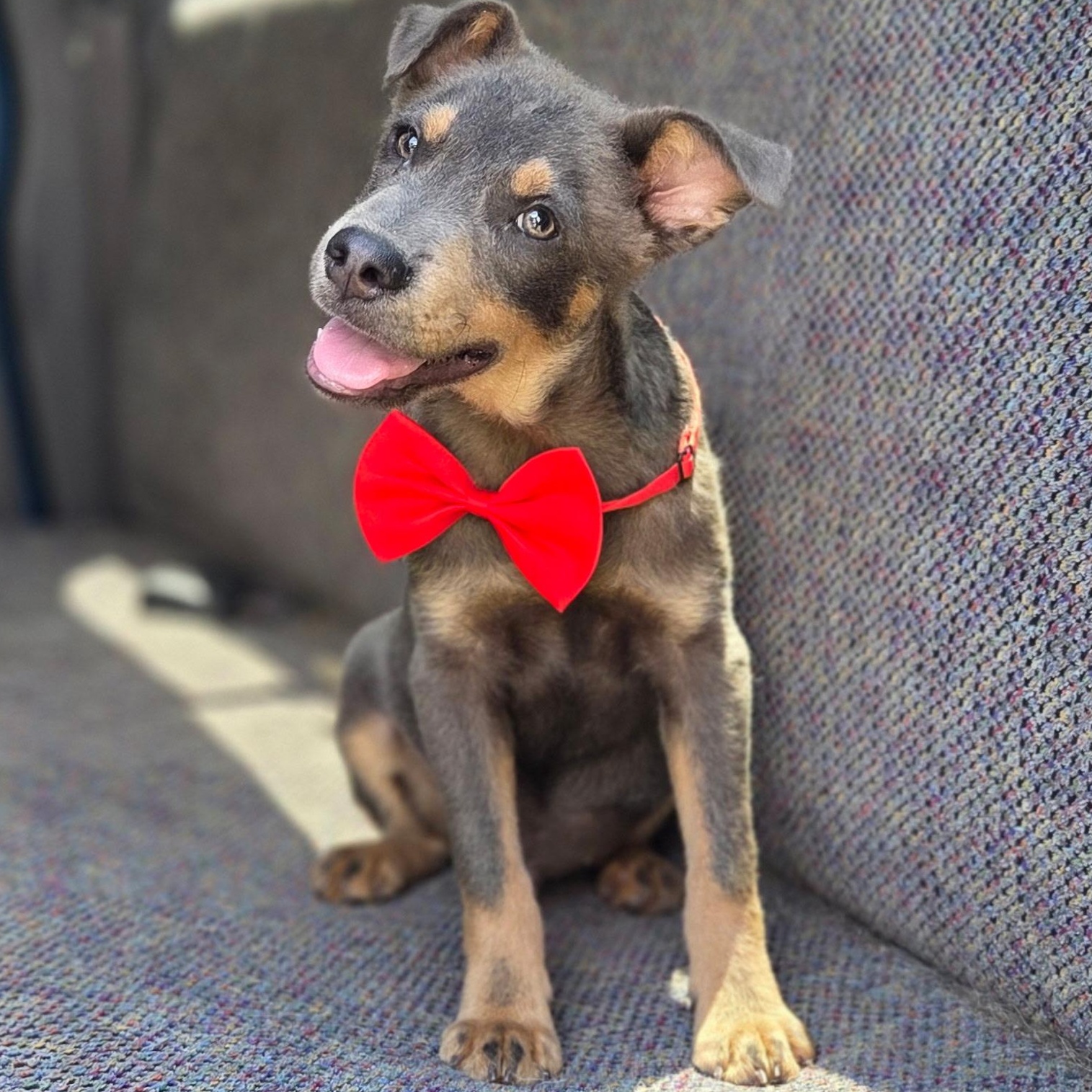 Tate, Adoptable, Puppy Male Australian Kelpie & Mixed Breed.