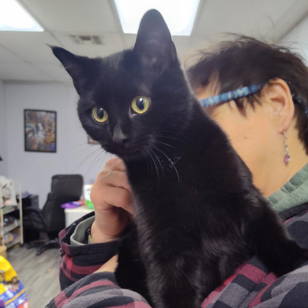 Dolly, Adoptable, Young Female American Shorthair.